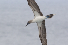 Sula nebouxii :: Mascarell cama-blau :: Blue-footed Booby :: San Cristóbal (CHATHAM) :: Galápagos 2017