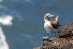 Sula nebouxii :: Mascarell cama-blau :: Blue-footed Booby :: San Cristóbal (CHATHAM) :: Galápagos 2017