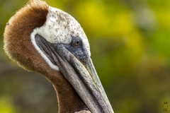 Pelecanus occidentalis :: Pelicà Bru :: Brown Pelican :: Santa Cruz (INDEFATIGABLE) :: Galápagos 2017