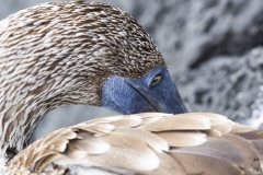 Sula nebouxii :: Mascarell cama-blau :: Blue-footed Booby :: Santa Cruz (INDEFATIGABLE) :: Galápagos 2017