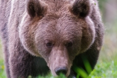 AI4P5827-Editar-Editar