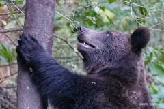 AI4P6559-Editar-Editar