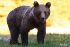 AI4P7278-Editar-Editar