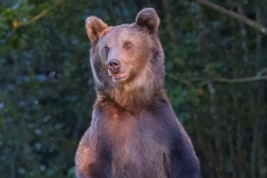 AI4P7383-Editar-Editar