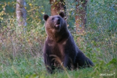 AI4P6079-Editar-Editar