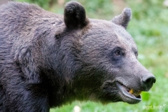 AI4P6336-Editar-Editar