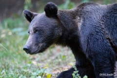 AI4P6504-Editar-Editar