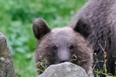 AI4P6862-Editar-Editar