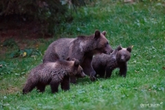 AI4P6942-Editar-Editar