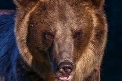 AI4P7415-Editar-Editar