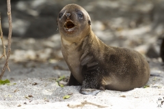 Zalophus wollebaeki :: Lleó marí de les Galápagos :: Galápagos Sea Lion :: San Cristóbal (CHATHAM) :: Galápagos 2017