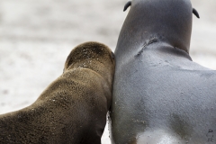 Zalophus wollebaeki :: Lleó marí de les Galápagos :: Galápagos Sea Lion :: San Cristóbal (CHATHAM) :: Galápagos 2017