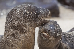 Zalophus wollebaeki :: Lleó marí de les Galápagos :: Galápagos Sea Lion :: San Cristóbal (CHATHAM) :: Galápagos 2017