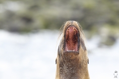 Zalophus wollebaeki :: Lleó marí de les Galápagos :: Galápagos Sea Lion :: San Cristóbal (CHATHAM) :: Galápagos 2017