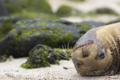 Zalophus wollebaeki :: Lleó marí de les Galápagos :: Galápagos Sea Lion :: San Cristóbal (CHATHAM) :: Galápagos 2017