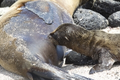 Zalophus wollebaeki :: Lleó marí de les Galápagos :: Galápagos Sea Lion :: San Cristóbal (CHATHAM) :: Galápagos 2017