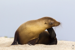Zalophus wollebaeki :: Lleó marí de les Galápagos :: Galápagos Sea Lion :: San Cristóbal (CHATHAM) :: Galápagos 2017