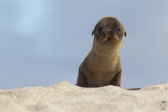 Zalophus wollebaeki :: Lleó marí de les Galápagos :: Galápagos Sea Lion :: San Cristóbal (CHATHAM) :: Galápagos 2017