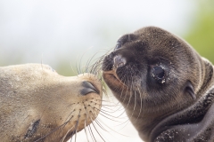 Zalophus wollebaeki :: Lleó marí de les Galápagos :: Galápagos Sea Lion :: San Cristóbal (CHATHAM) :: Galápagos 2017