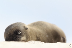 Zalophus wollebaeki :: Lleó marí de les Galápagos :: Galápagos Sea Lion :: San Cristóbal (CHATHAM) :: Galápagos 2017