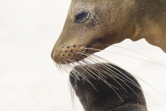 Zalophus wollebaeki :: Lleó marí de les Galápagos :: Galápagos Sea Lion :: San Cristóbal (CHATHAM) :: Galápagos 2017