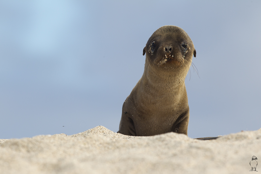 Otàrids (Otariidae) – daniel tauste WILDLIFE PHOTOGRAPHY