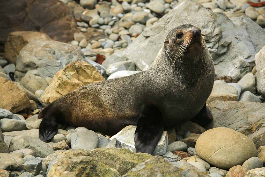 Otàrids (Otariidae) – daniel tauste WILDLIFE PHOTOGRAPHY