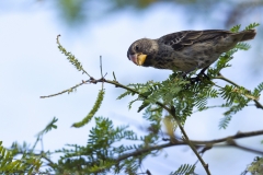 Geospiza fuliginosa :: Pinà terrestre petit :: Small ground finch :: Isabela (ALBEMARLE) :: Galápagos 2017