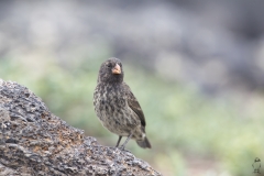 Geospiza fuliginosa :: Pinà terrestre petit :: Small ground finch :: Isabela (ALBEMARLE) :: Galápagos 2017