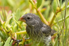 Geospiza fortis :: Pinsà terrestre mitja :: Medium ground finch :: Santa Cruz (INDEFATIGABLE) :: Galápagos 2017