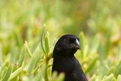 Geospiza fortis :: Pinsà terrestre mitja :: Medium ground finch :: Santa Cruz (INDEFATIGABLE) :: Galápagos 2017