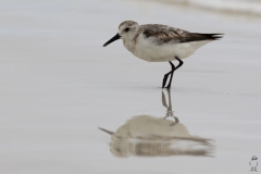 Calidris alba :: Territ :: Sanderling :: Santa Cruz (INDEFATIGABLE) :: Galápagos 2017