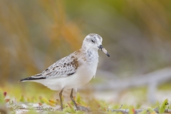 Calidris alba :: Territ :: Sanderling :: Santa Cruz (INDEFATIGABLE) :: Galápagos 2017