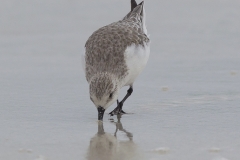 Calidris alba :: Territ :: Sanderling :: Santa Cruz (INDEFATIGABLE) :: Galápagos 2017