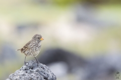 Geospiza fuliginosa :: Pinsà terrestre petit :: Small ground finch :: Santa Cruz (INDEFATIGABLE) :: Galápagos 2017