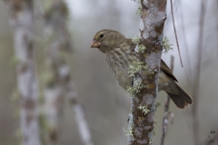 Geospiza fuliginosa :: Pinà terrestre petit :: Small ground finch :: Santa Cruz (INDEFATIGABLE) :: Galápagos 2017