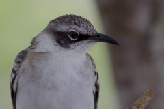 Mimus parvulus :: Mim de Galápagos :: Galpagos Mockingbird :: Santa Cruz (INDEFATIGABLE) :: Galápagos 2017