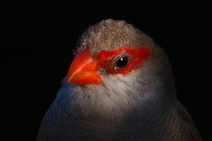 AI4P8855