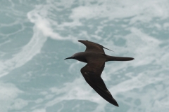 Oceanodroma melania :: Petrell Negre :: Black Storm-petrel :: San Cristóbal (CHATHAM) :: Galápagos 2017