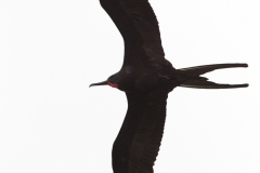 Fregata magnificens :: Fregata :: Magnificient frigatebird :: Santa Cruz (INDEFATIGABLE) :: Galápagos 2017