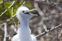 Fregata magnificens :: Fregata :: Magnificient frigatebird :: North Seymour :: Galápagos 2017