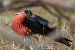 Fregata magnificens :: Fregata :: Magnificient frigatebird :: North Seymour :: Galápagos 2017