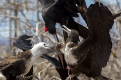 Fight!! Fregata magnificens :: Fregata :: Magnificient frigatebird :: North Seymour :: Galápagos 2017