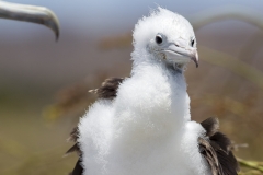 Fregata magnificens :: Fregata :: Magnificient frigatebird :: North Seymour :: Galápagos 2017