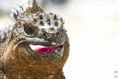 Amblyrhynchus cristatus :: Iguana marina :: Marine Iguana :: Isabela (ALBEMARLE) :: Galápagos 2017