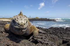 Amblyrhynchus cristatus :: Iguana marina :: Marine Iguana :: Isabela (ALBEMARLE) :: Galápagos 2017