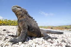 Amblyrhynchus cristatus :: Iguana marina :: Marine Iguana :: Isabela (ALBEMARLE) :: Galápagos 2017