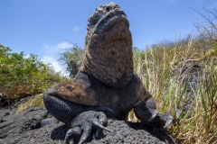 Amblyrhynchus cristatus :: Iguana marina :: Marine Iguana :: Isabela (ALBEMARLE) :: Galápagos 2017