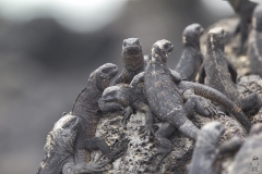 Amblyrhynchus cristatus :: Iguana marina :: Marine Iguana :: Isabela (ALBEMARLE) :: Galápagos 2017