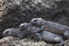 Amblyrhynchus cristatus :: Iguana marina :: Marine Iguana :: Isabela (ALBEMARLE) :: Galápagos 2017